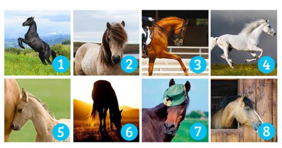 Choose the most beautiful horse: Your choice reveals what you expect in life and whether you’re going to get it