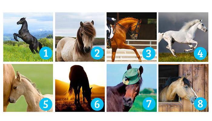 Choose the most beautiful horse: Your choice reveals what you expect in life and whether you’re going to get it